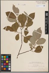 Foto von Salix caprea L.